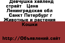 Девчушка хайленд страйт › Цена ­ 15 000 - Ленинградская обл., Санкт-Петербург г. Животные и растения » Кошки   